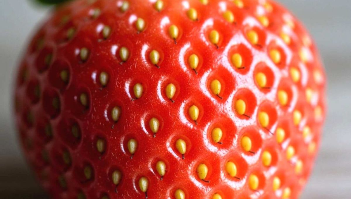 Fraise en gros plan