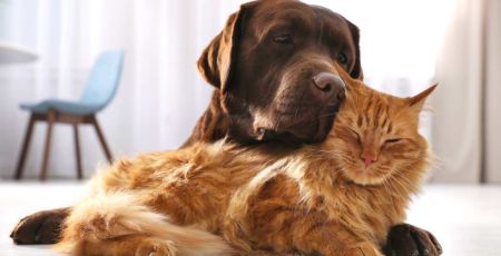 Chien noir et chat roux ensemble sur le sol blanc d'une maison moderne