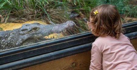 Drôme : La conservation et la sensibilisation au cœur de la Ferme aux Crocodiles