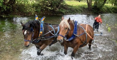 Ecologie : vers un retour des chevaux de trait ?