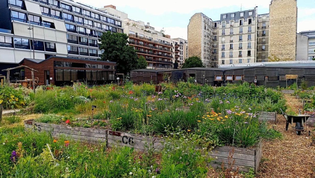 Vue de l'intérieur de la Ferme de Charonne. Au premier plan, on visualise de la végétation, au second, des immeubles du 20e arrondissement