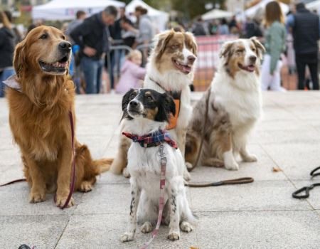 Fête des Animaux : un événement engagé pour le bien-être animal à Lyon