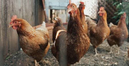 Cette commune propose des poules à ses habitants pour réduire les déchets