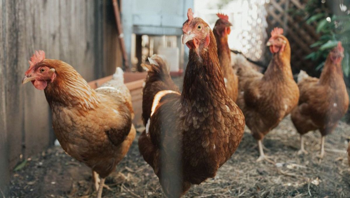 Cette commune propose des poules à ses habitants pour réduire les déchets