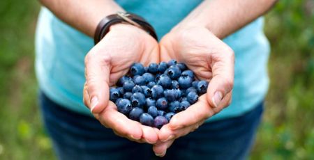 Grosse poignée de myrtilles sauvages