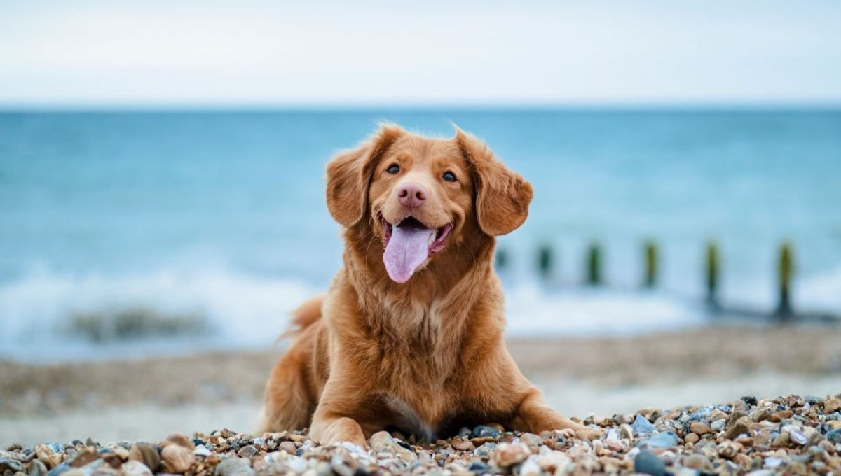 Sophie a créé un site pour faciliter les vacances avec nos chiens