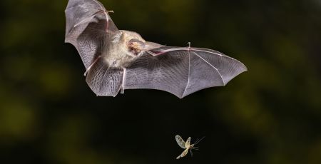 Grand Lyon : Des gîtes à chauves-souris pour lutter contre les moustiques