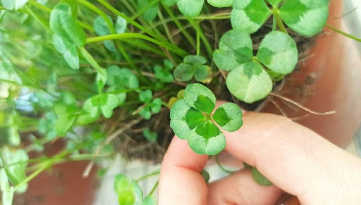 Histoire de vie : Père et fille cultivent des trèfles à 4 feuilles depuis 1998.