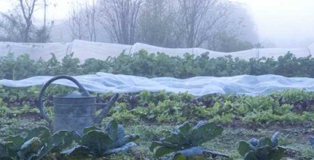 Potager au mois de janvier