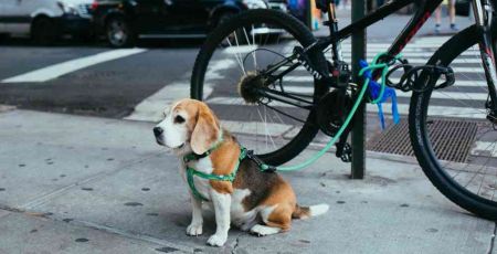 beagle dans la rue avec un harnais de promenade