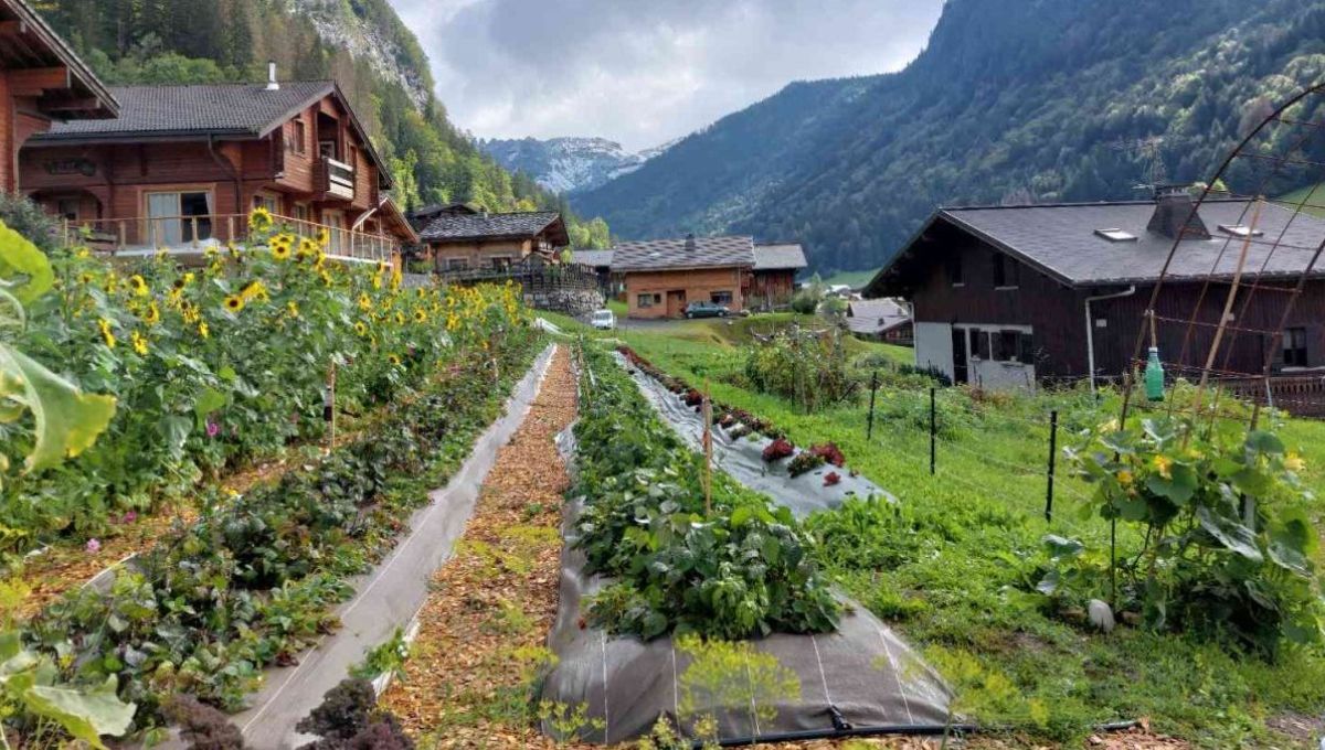La cordée de légumes : cultiver des fruits et légumes en bio à 1000m d’altitude