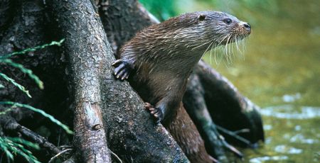 La loutre d’Europe : Un retour impressionnant en France