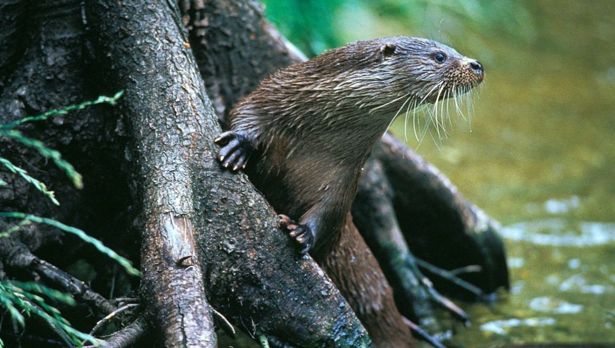 La loutre d’Europe : Un retour impressionnant en France