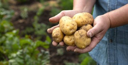 Pommes de terre fraîchement ramassées dans les mains d'un agriculteur