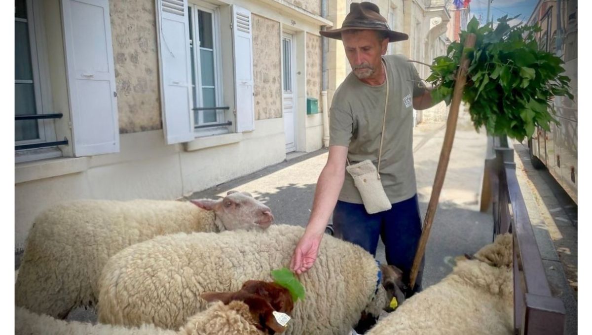 Le berger des Mureaux : de la médiation aux pas des brebis