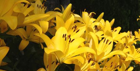 Lys jaunes - crédit photo : nayu via Adobe Stock