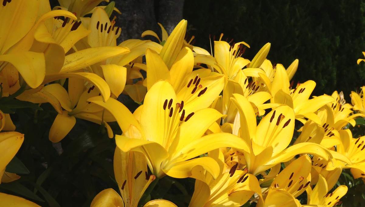 Lys jaunes - crédit photo : nayu via Adobe Stock