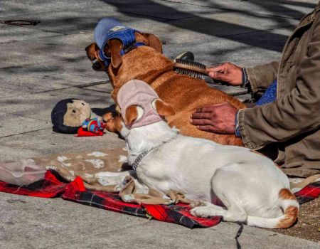 Lyon : ils aident les personnes précaires à garder leurs animaux