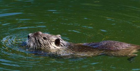 Une loutre nage