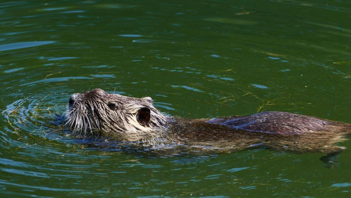 Une loutre nage