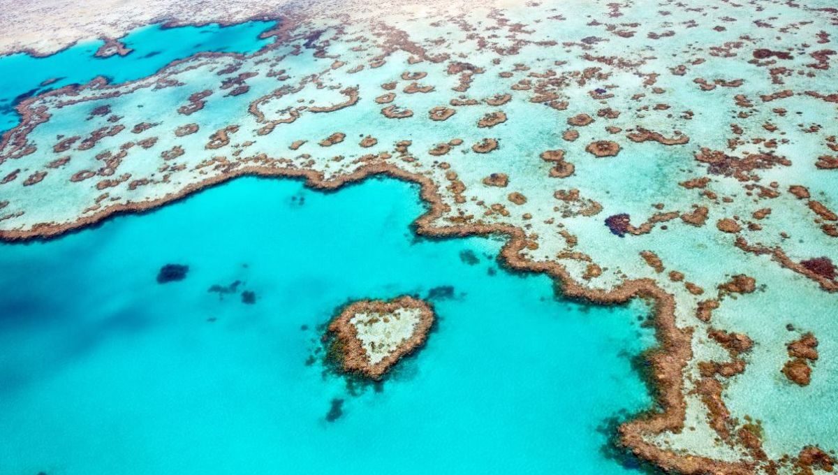 Scintillant sous la mer de corail limpide, la Grande Barrière de Corail, inscrite au patrimoine mondial de l’UNESCO.