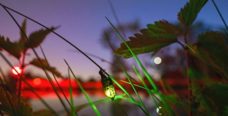Nature : « En quête de lucioles » pour protéger et préserver cet insecte volant