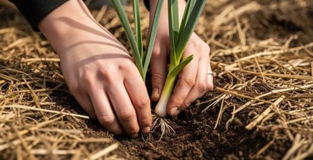 Mains qui plantent des pousses de poireaux