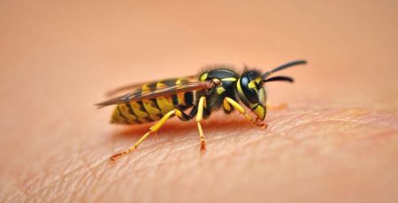Frelon sur une peau humaine
