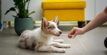 Chiot se faisant soigner à l'aide d'une pipette