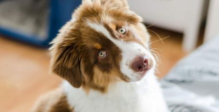 Chiot berger australien qui nous regarde d'u air étonné - crédit photo : thejokercze via Adobe Stock