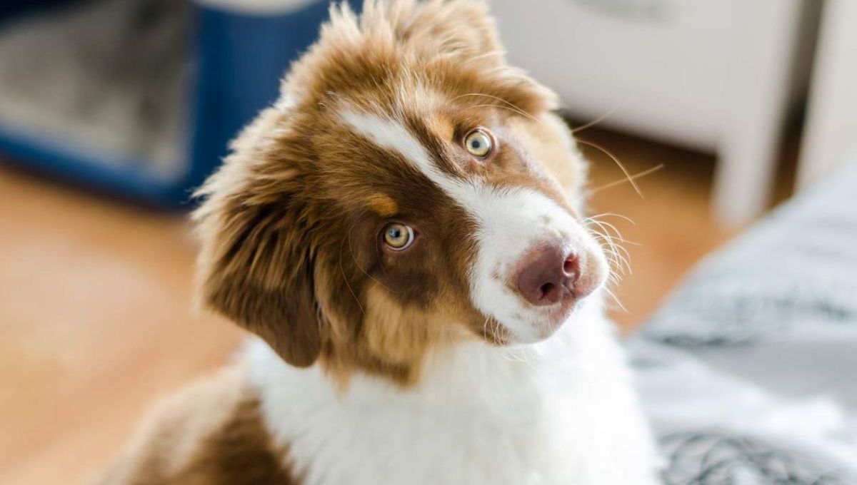 Chiot berger australien qui nous regarde d'u air étonné - crédit photo : thejokercze via Adobe Stock