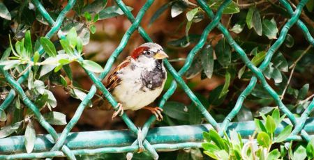 Quelques conseils pratiques pour protéger les oiseaux en milieu urbain