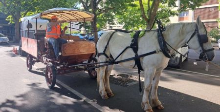 Sarcelles : un cheval pour sensibiliser au tri des biodechets