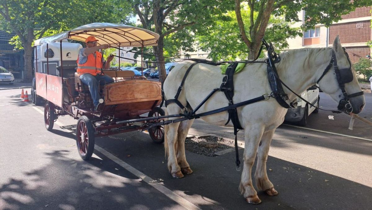 Sarcelles : un cheval pour sensibiliser au tri des biodechets