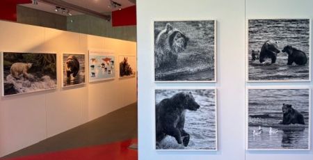 Strasbourg : une exposition pour un traitement plus respectueux des ours