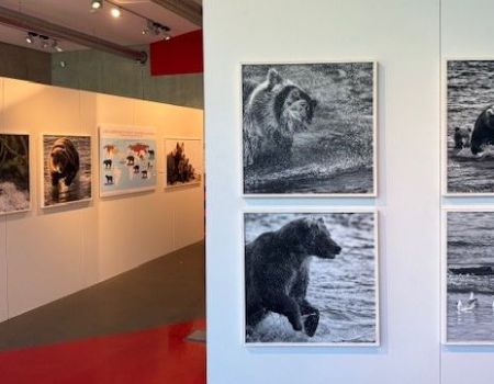 Strasbourg : une exposition pour un traitement plus respectueux des ours
