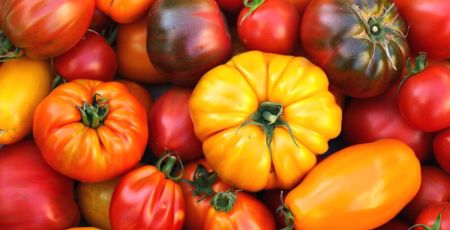 Tomates de toutes formes et de toutes couleurs