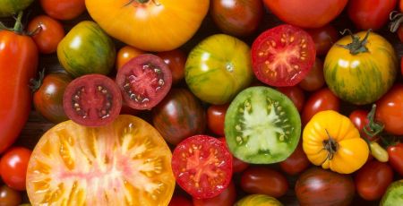 Tomates de couleurs variées - crédit photo