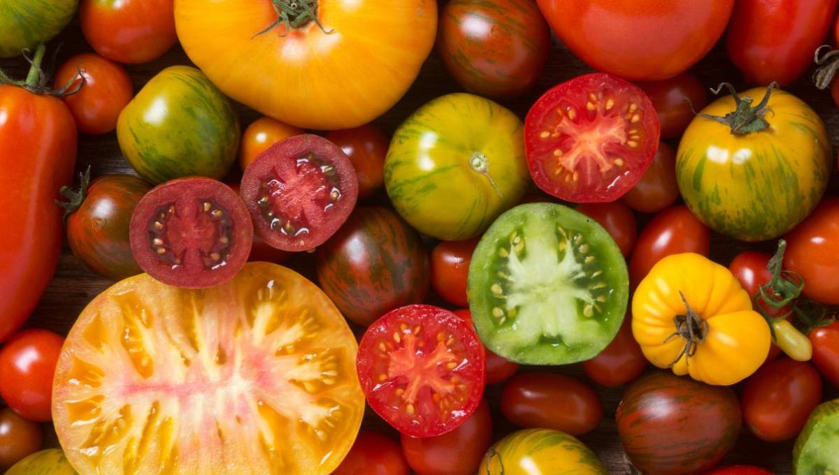 Tomates de couleurs variées - crédit photo