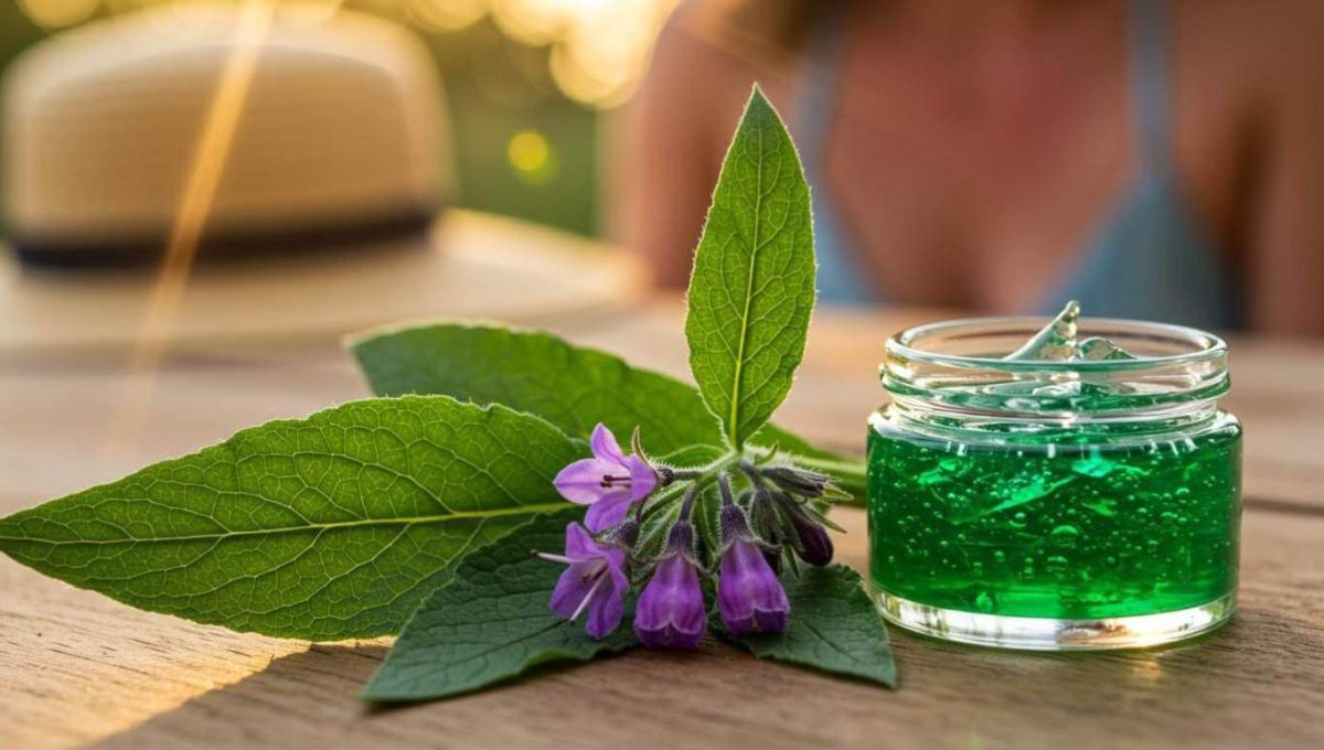 Consoude (fleur, plante et extrait)