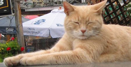 Stubb le chat élu maire en Alaska - source : Wikipedia