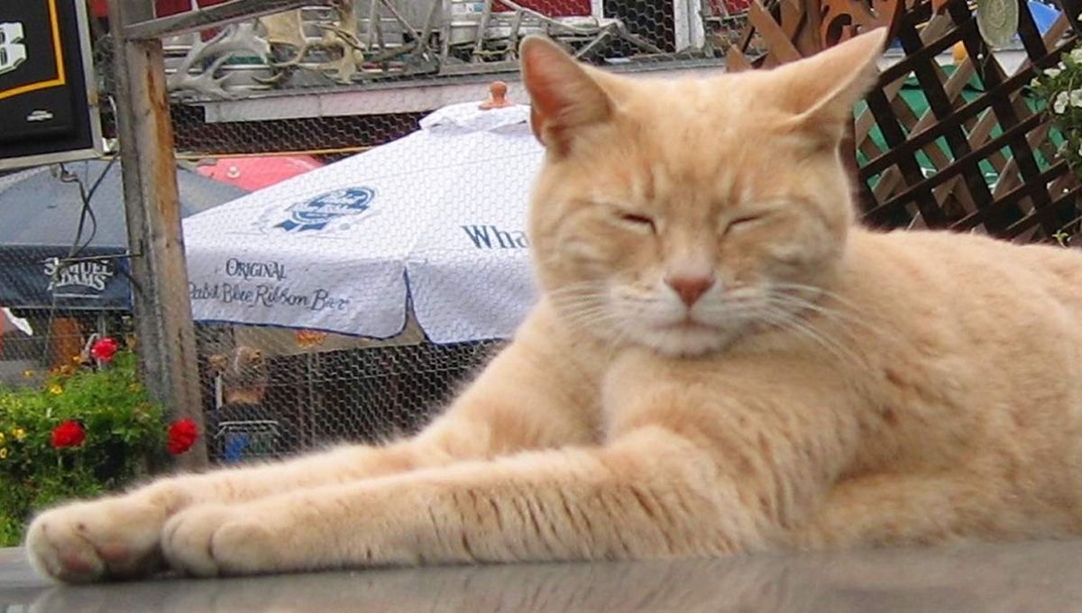 Stubb le chat élu maire en Alaska - source : Wikipedia