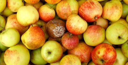 Pommes dont une pourrie