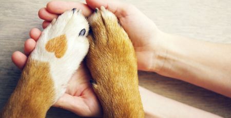 Une loi pour encadrer et valoriser la médiation animale en France