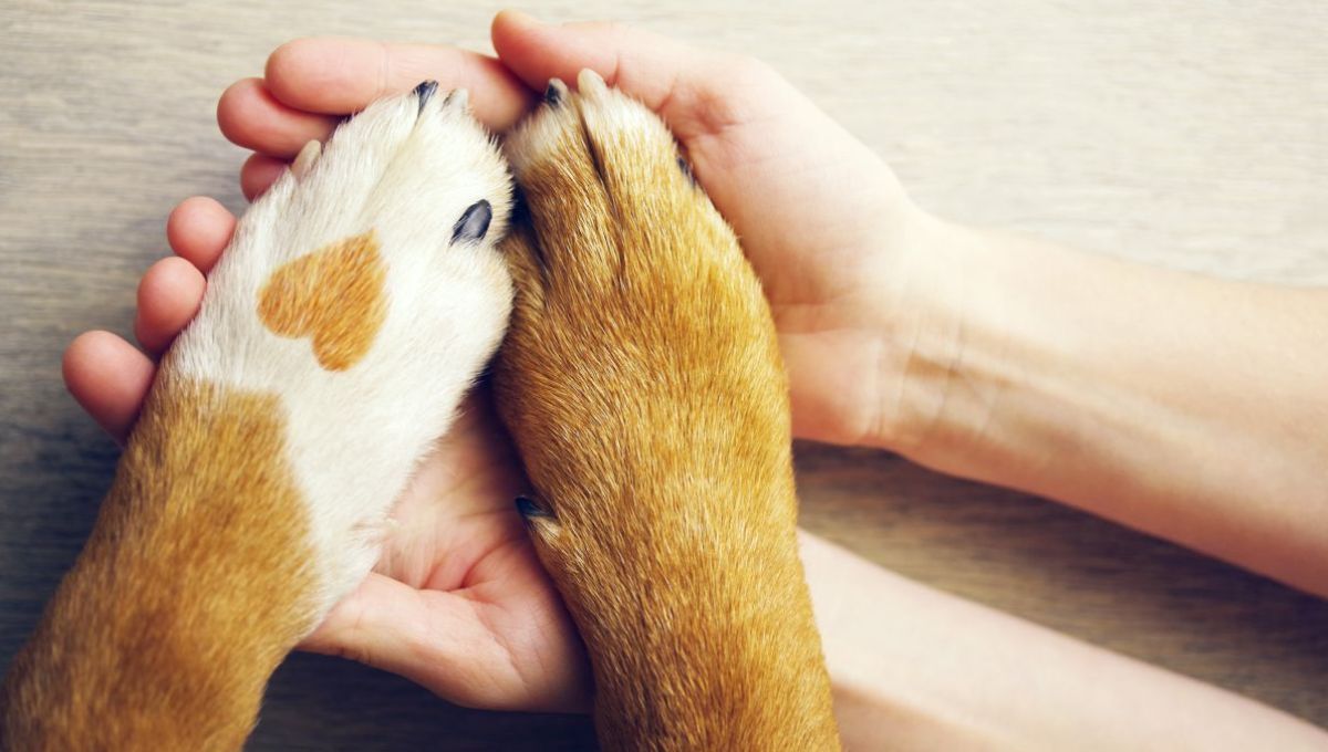 Une loi pour encadrer et valoriser la médiation animale en France