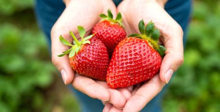 Trois belles fraises dans deux mains